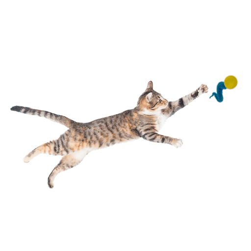 Wiggly Chase - Cat Toy
