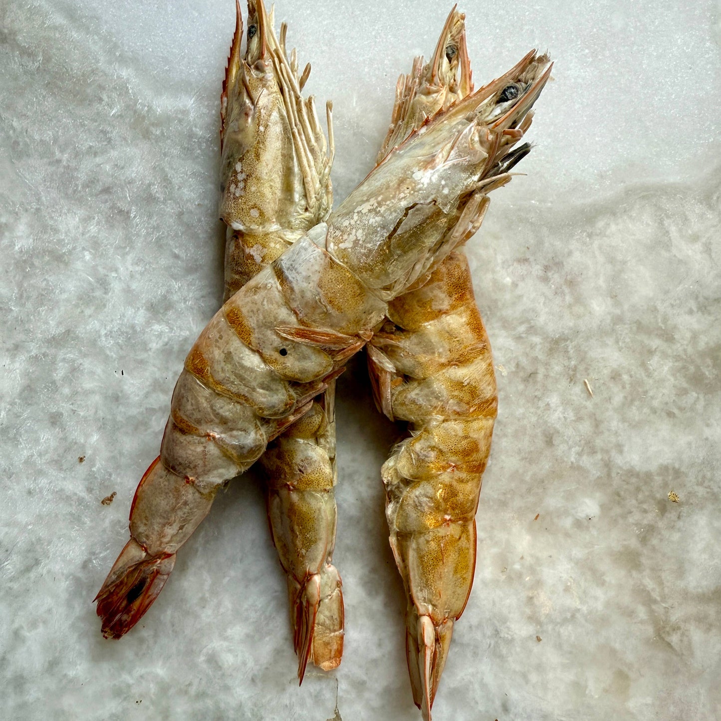 Large Prawns/Shrimp FD