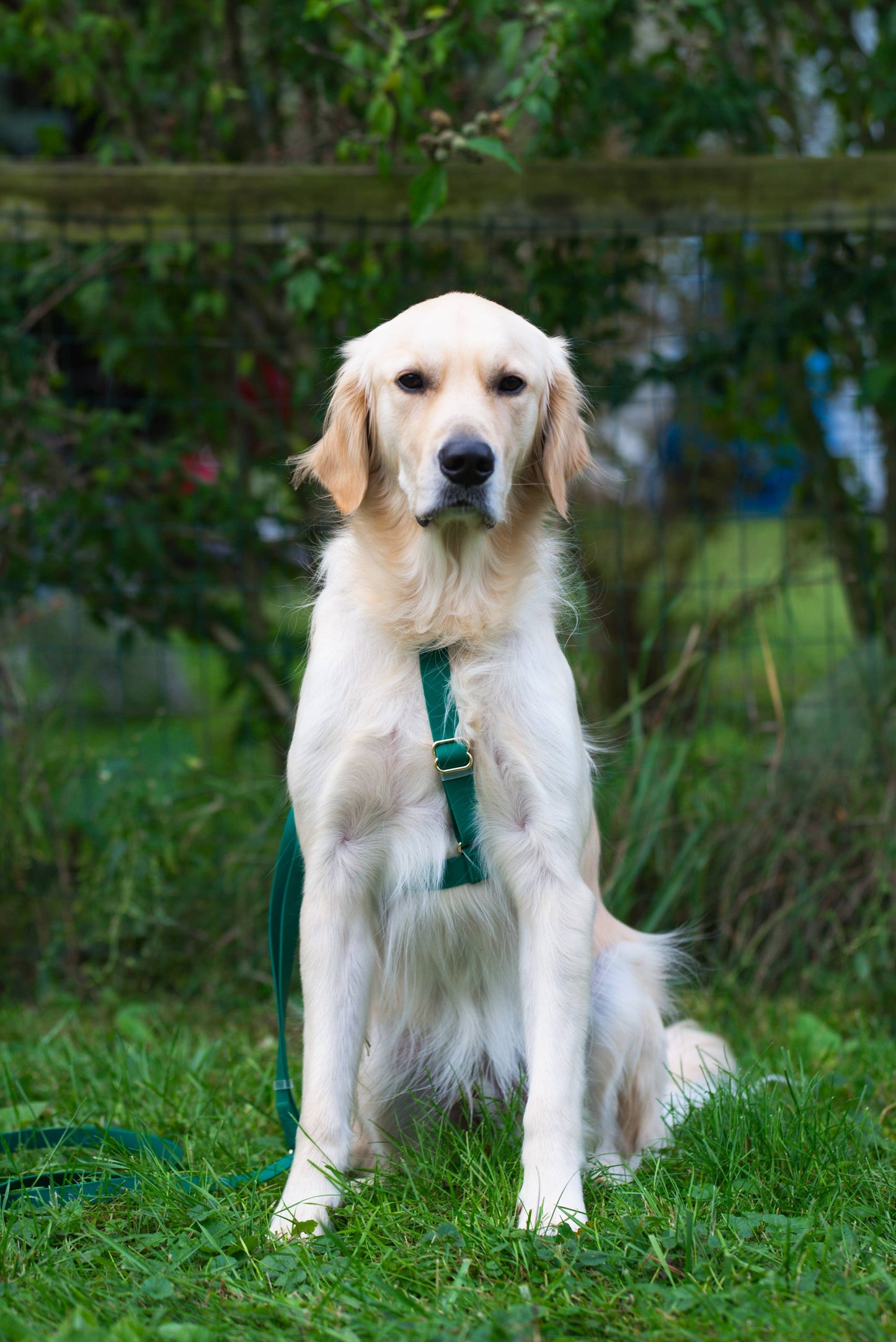 Meadow Green Cloud Lite Dog Harness