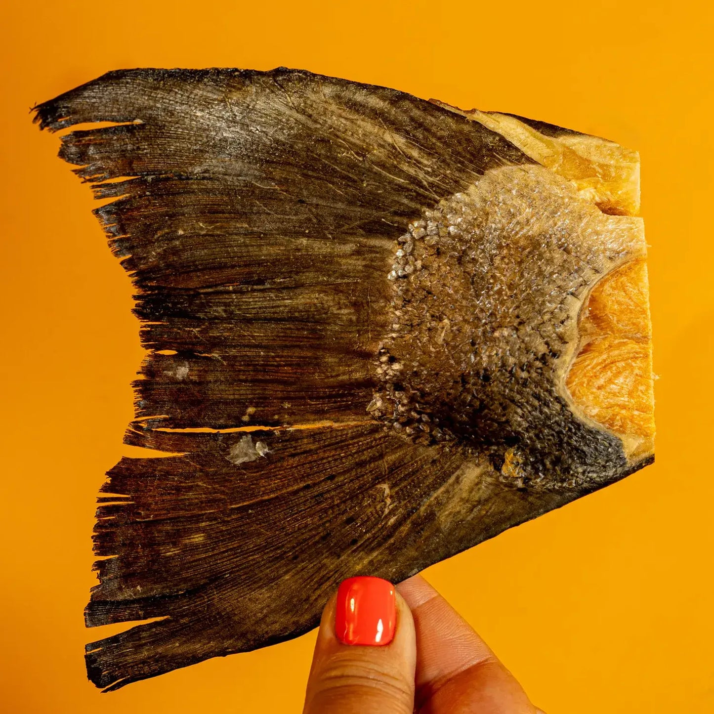 Salmon Tails - Freeze-Dried Treat/Chew for Dogs