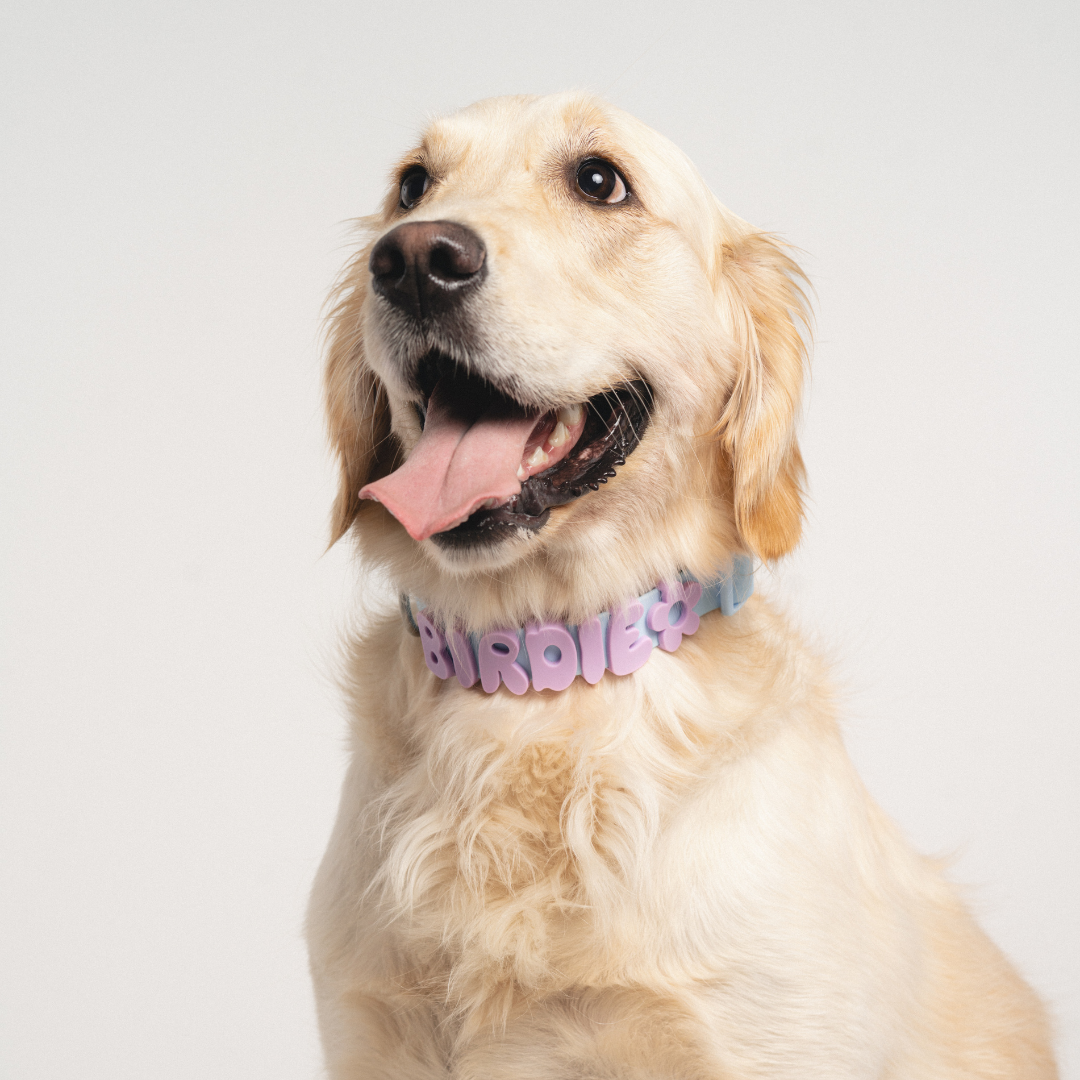 Waterproof & Adjustable Dog Collar (Mixed 5 Pack)