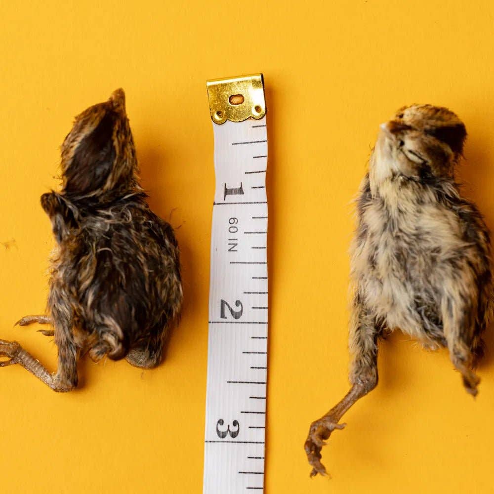 Bag of 5 Quail Hatchlings - Freeze-Dried Dog & Cat Treat