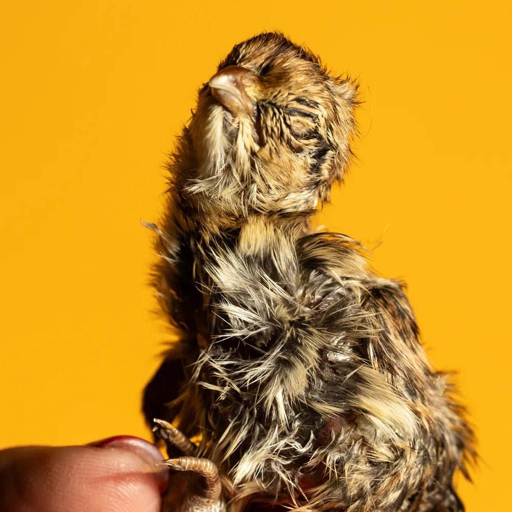 Bag of 5 Quail Hatchlings - Freeze-Dried Dog & Cat Treat
