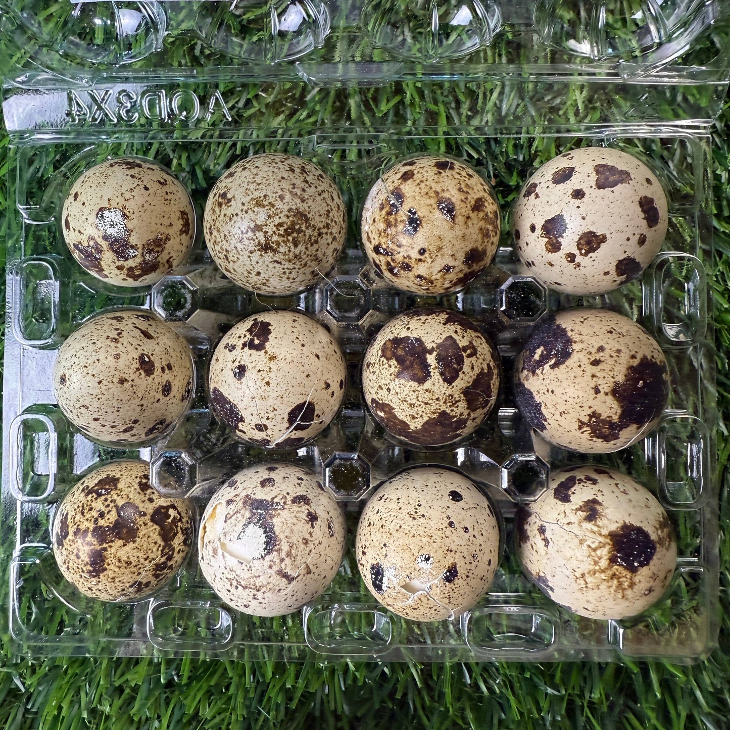 Dozen Quail Eggs - Freeze Dried