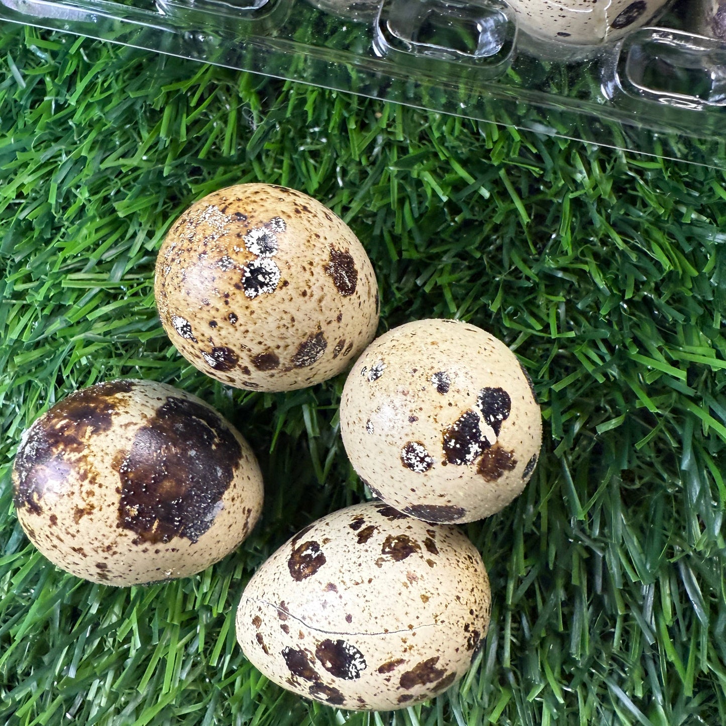 Dozen Quail Eggs - Freeze Dried