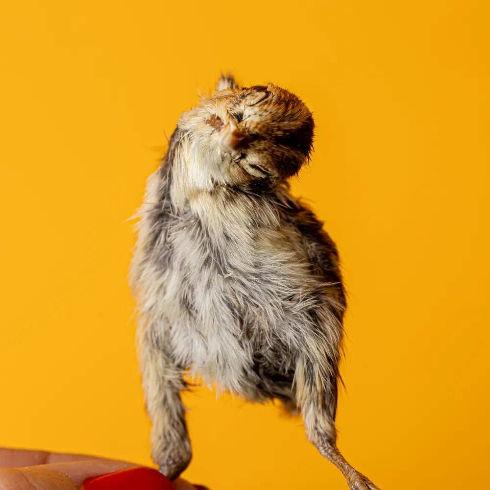 Bag of 5 Quail Hatchlings - Freeze-Dried Dog & Cat Treat