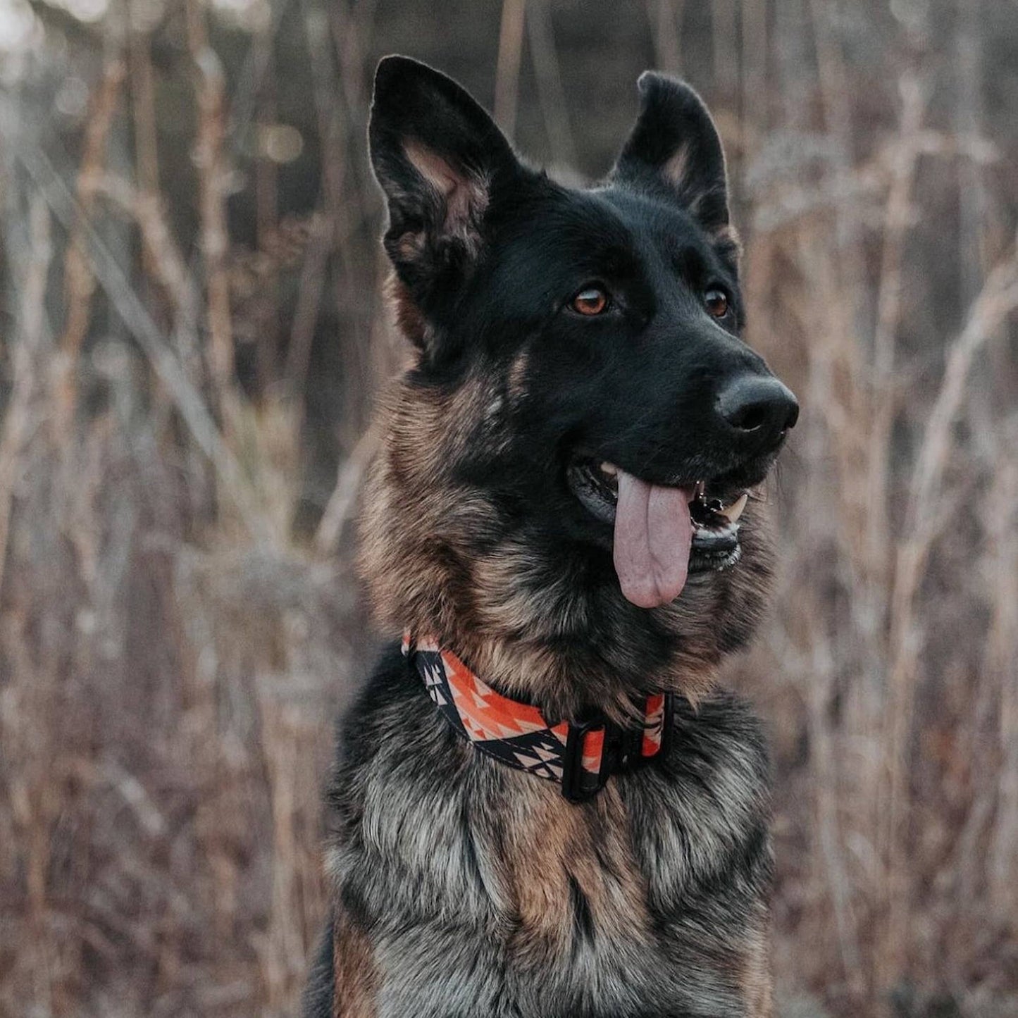 Aztec Dog Collar