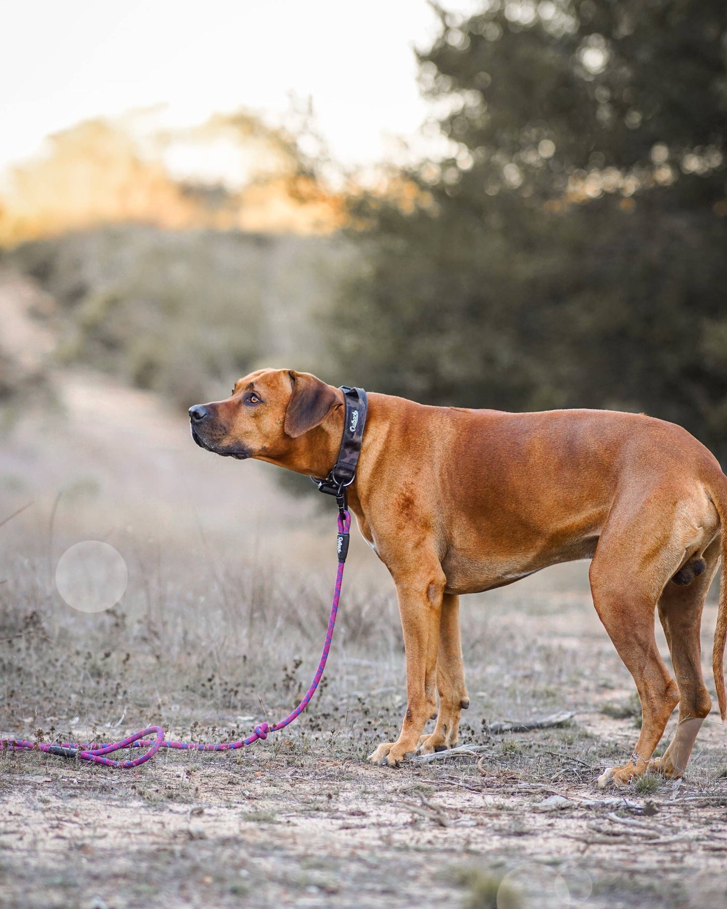 Camo Dog Collar