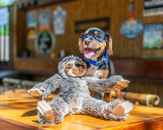 Fluff & Tuff: Sonny Sloth