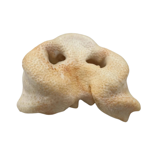Pig Snout