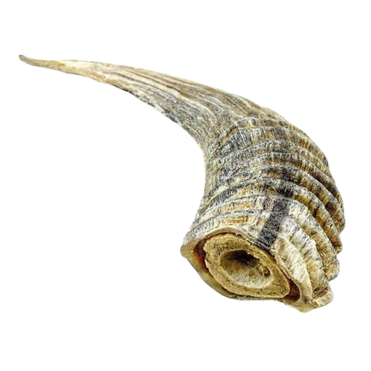 Lamb Horn