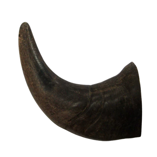 Water Buffalo Horn