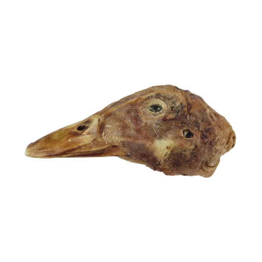 Duck Head