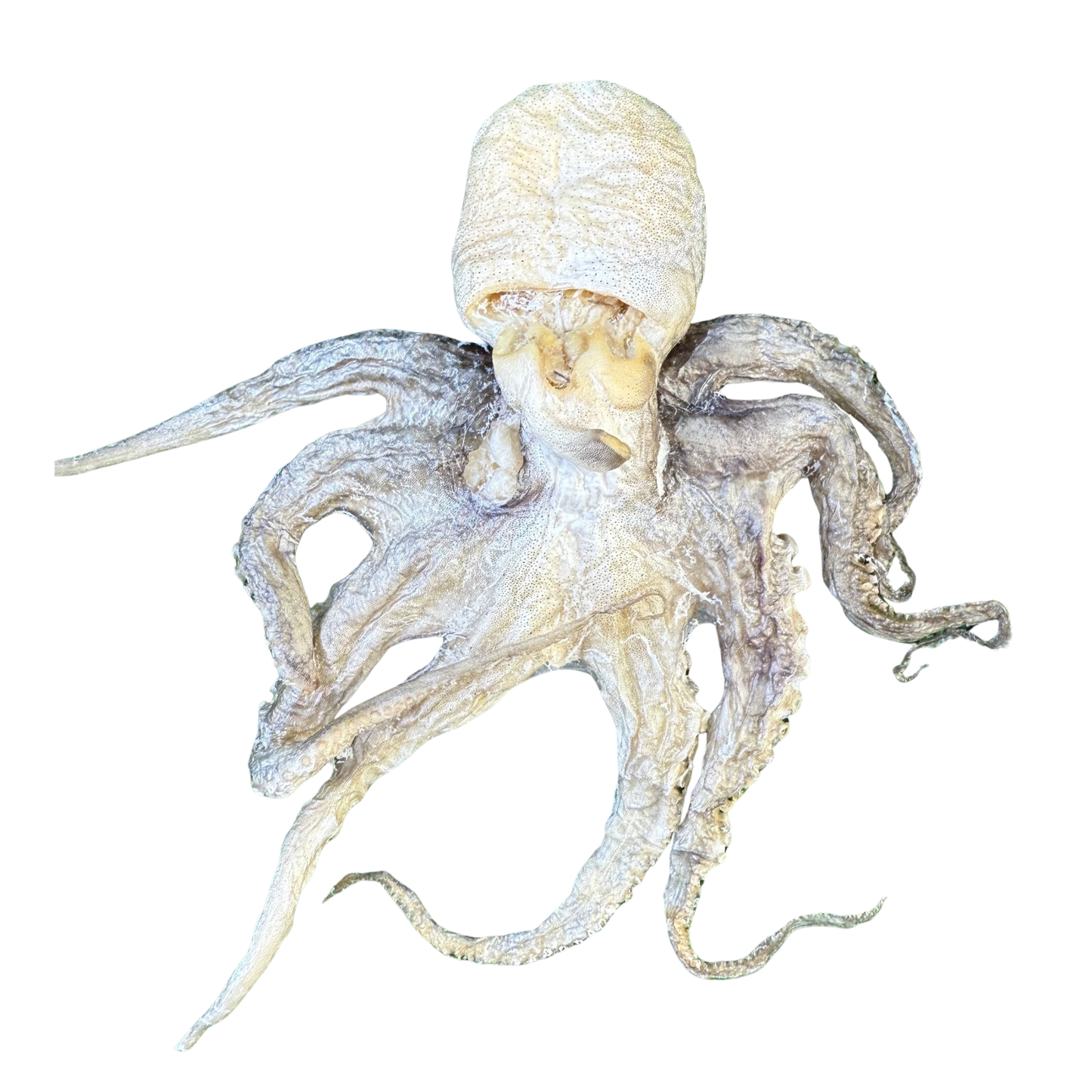 Baby Octopus