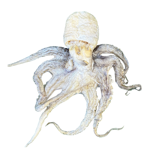 Baby Octopus