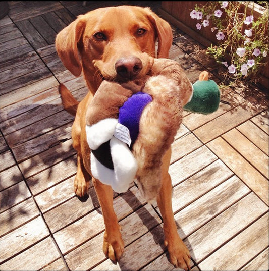 Fluff & Tuff: Wally Mallard