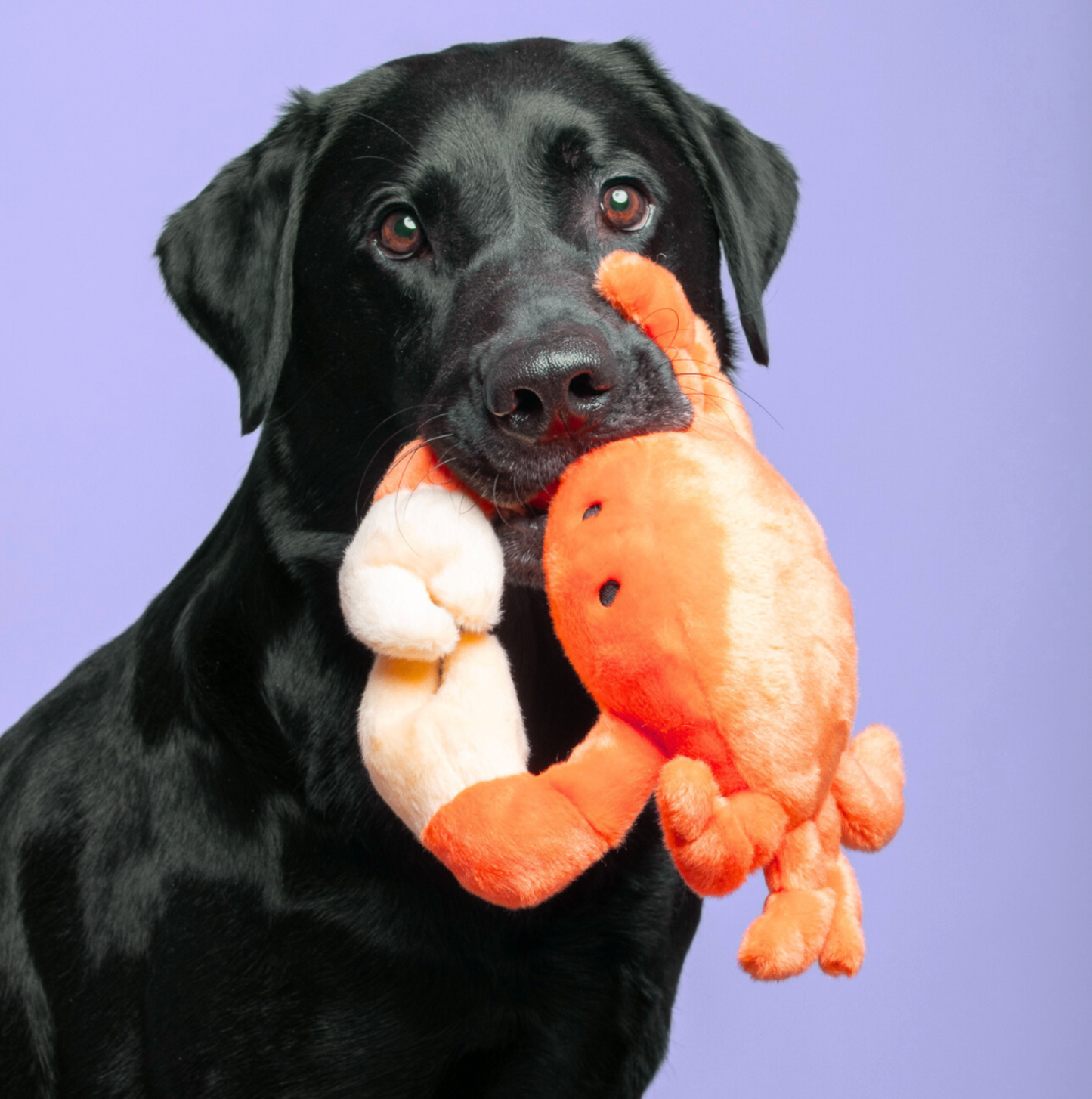 Fluff & Tuff: Phyllis Crab