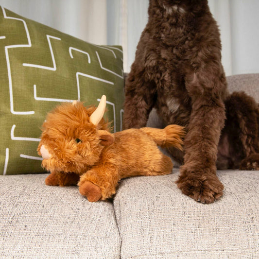 Fluff & Tuff: Shaggy Highland