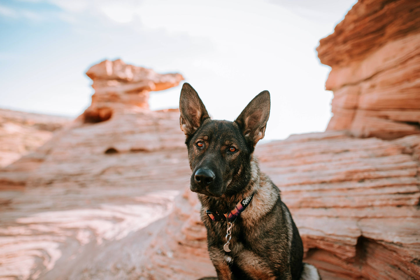 Mountain Sunrise Dog Collar