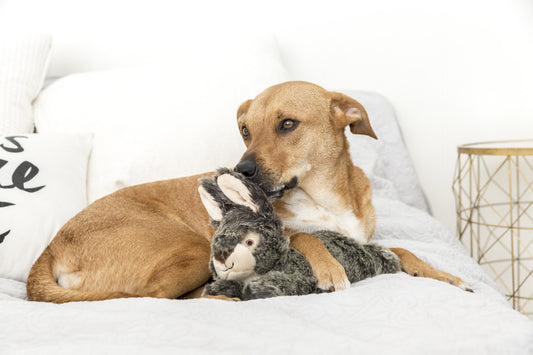 Fluff & Tuff: Walter Wabbit