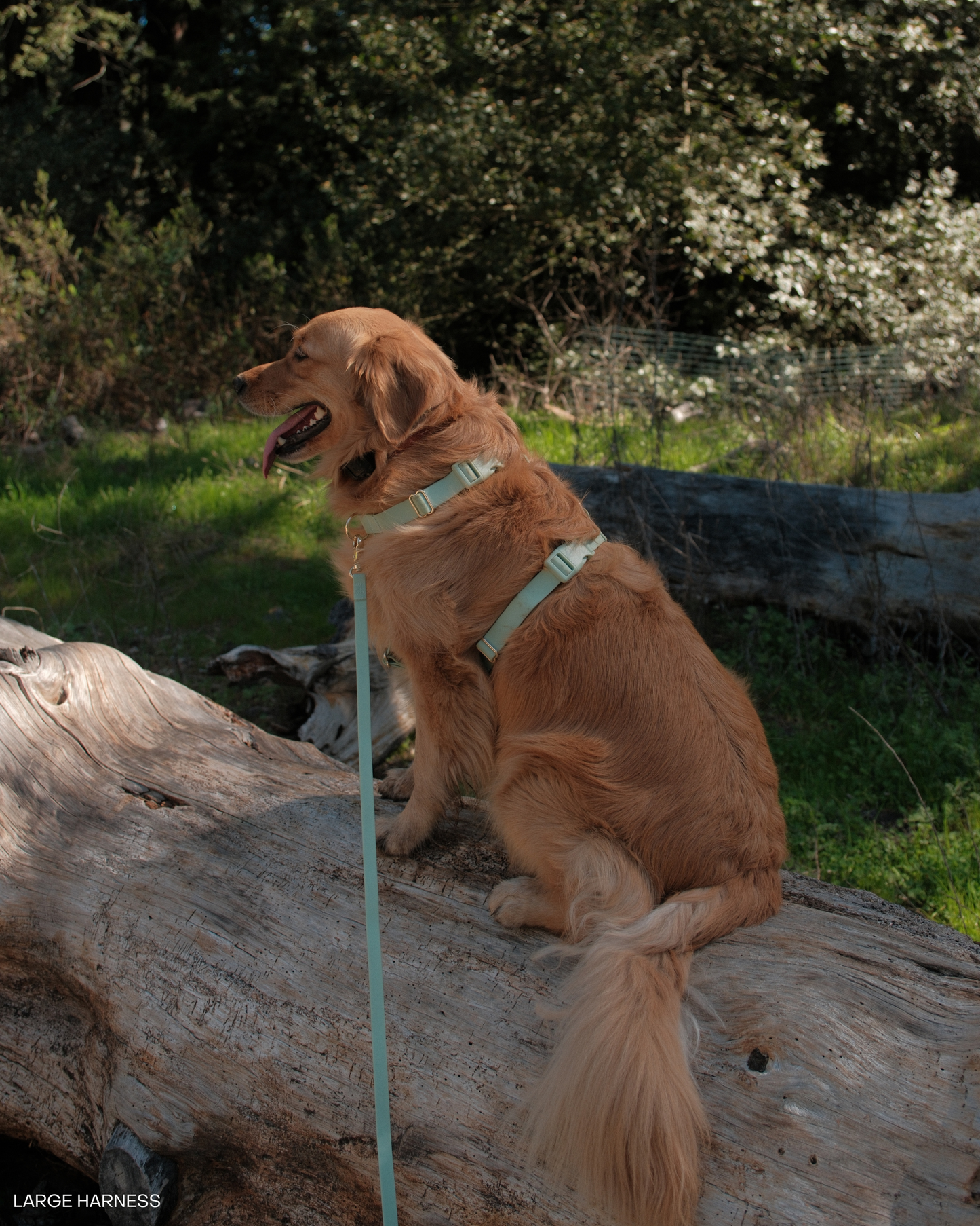 Pistachio Green Cloud Lite Dog Harness