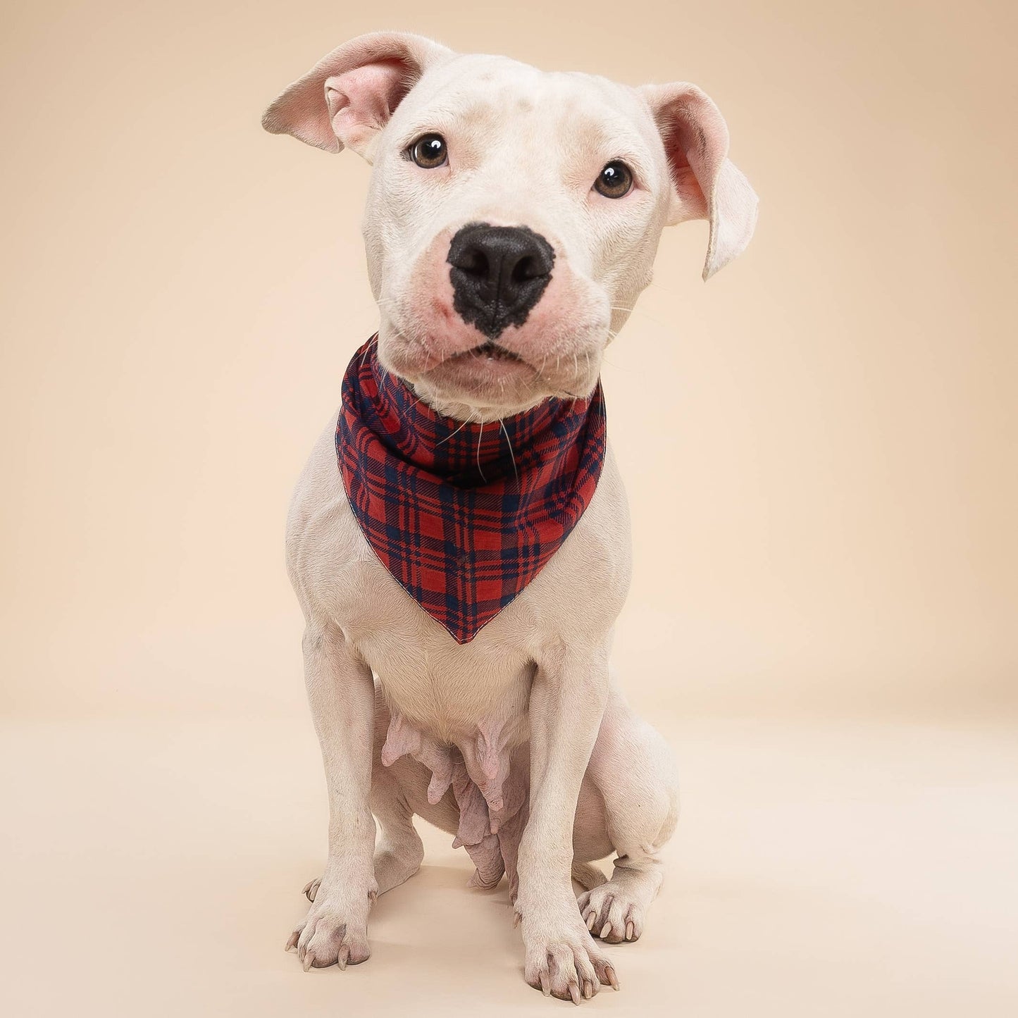 Cabin Plaid Dog Bandana