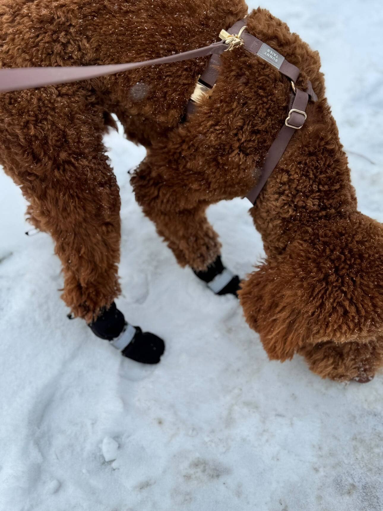 Espresso Brown Cloud Lite Dog Harness