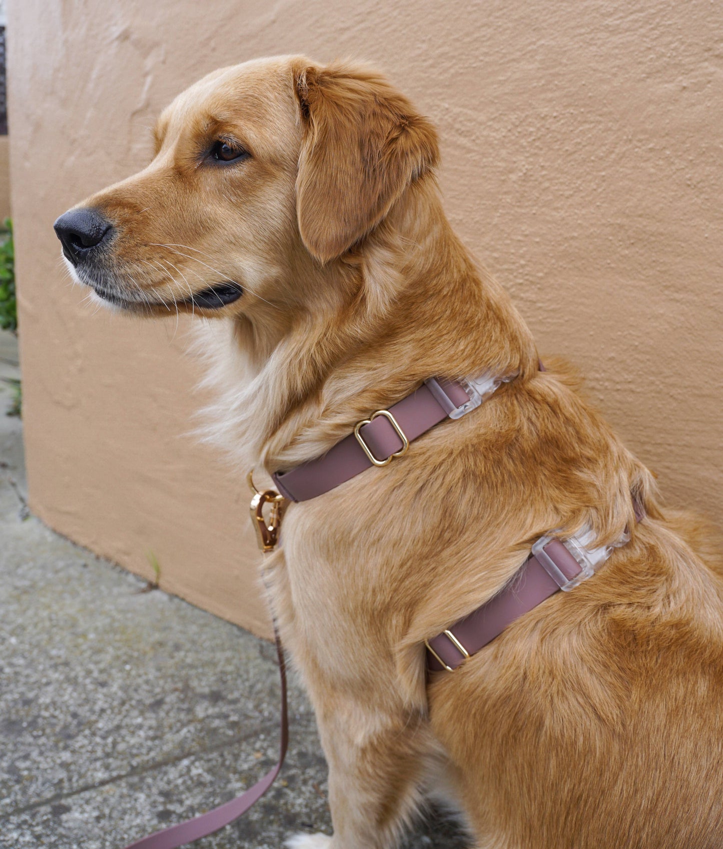 Espresso Brown Cloud Lite Dog Harness