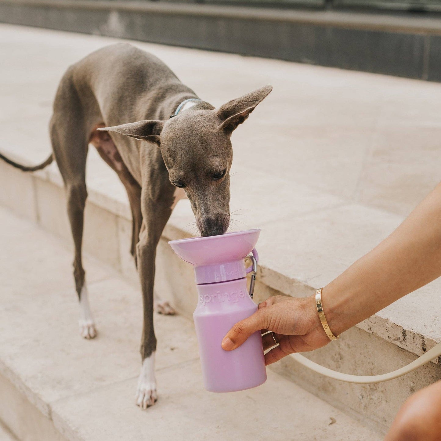NEW 15oz Mini Dog Water Travel Bottle Mixed Case (12-Pack)