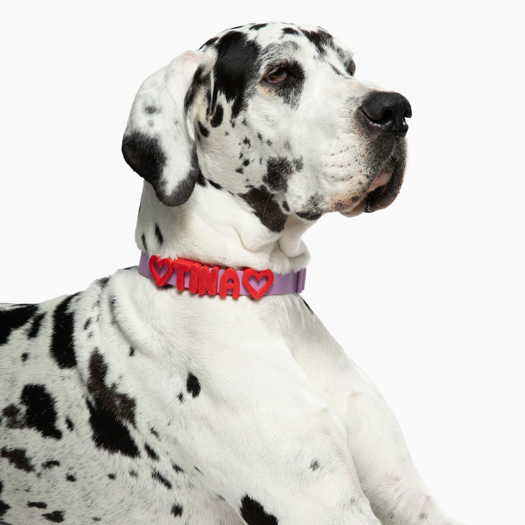 Mixed Dog Charms + Charm Bar