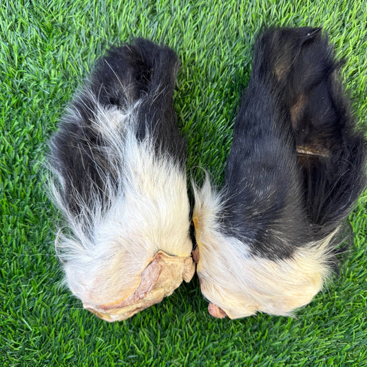 Beef Cow Hairy Ear