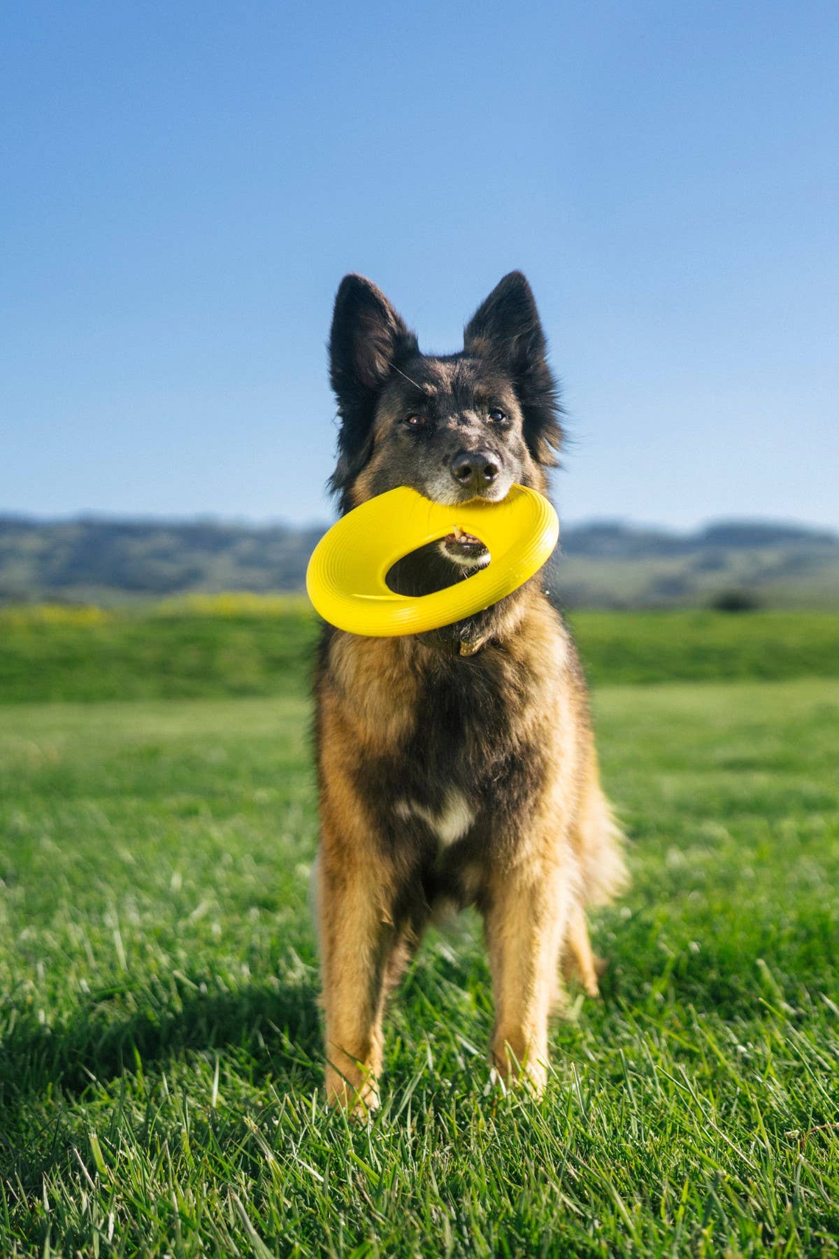 Flyer Dog Toy, Large Yellow