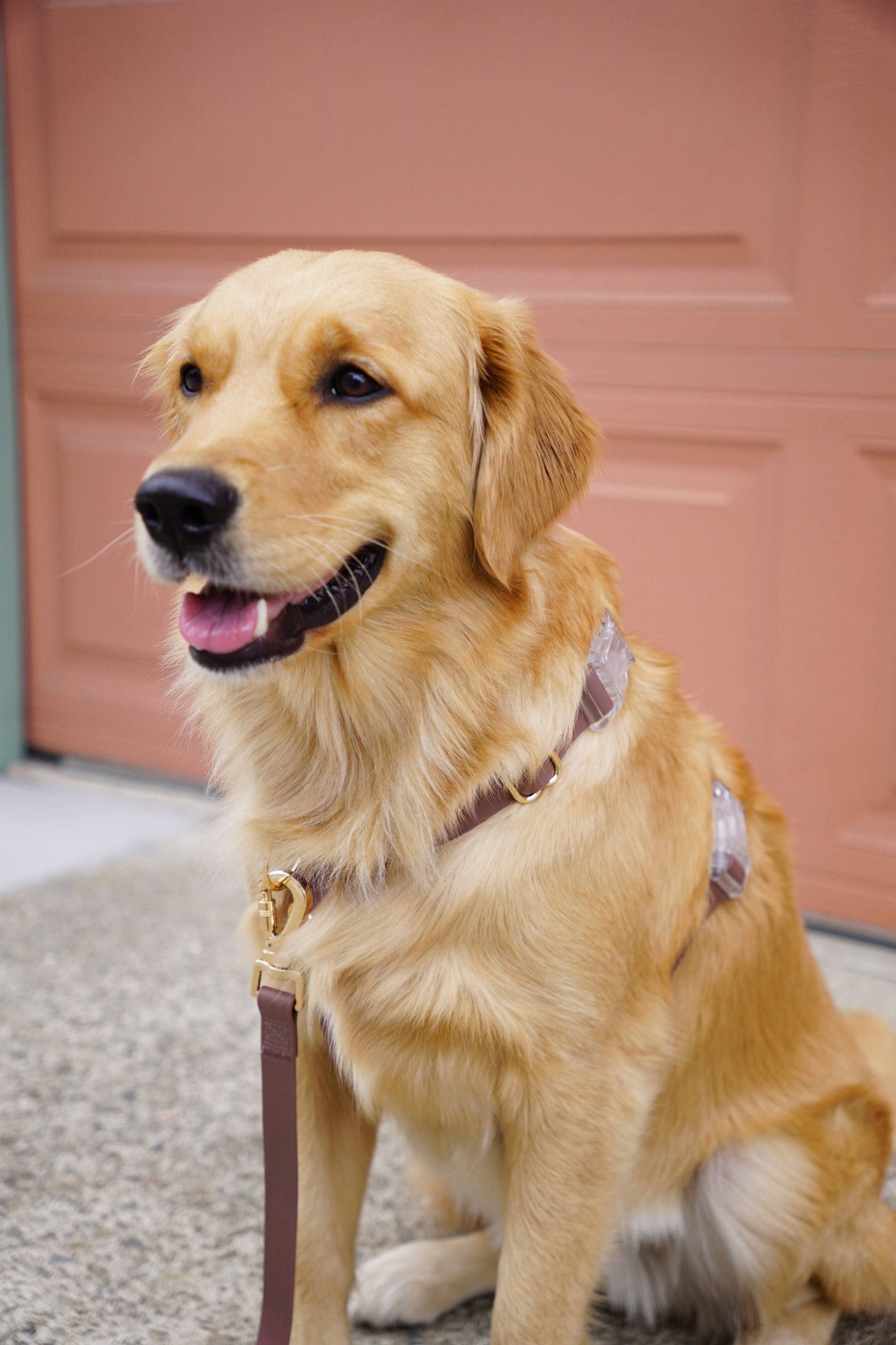 Espresso Brown Cloud Lite Dog Harness