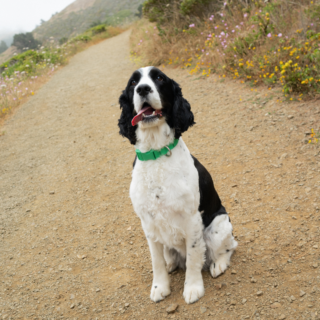 Waterproof & Adjustable Dog Collar (Mixed 5 Pack)