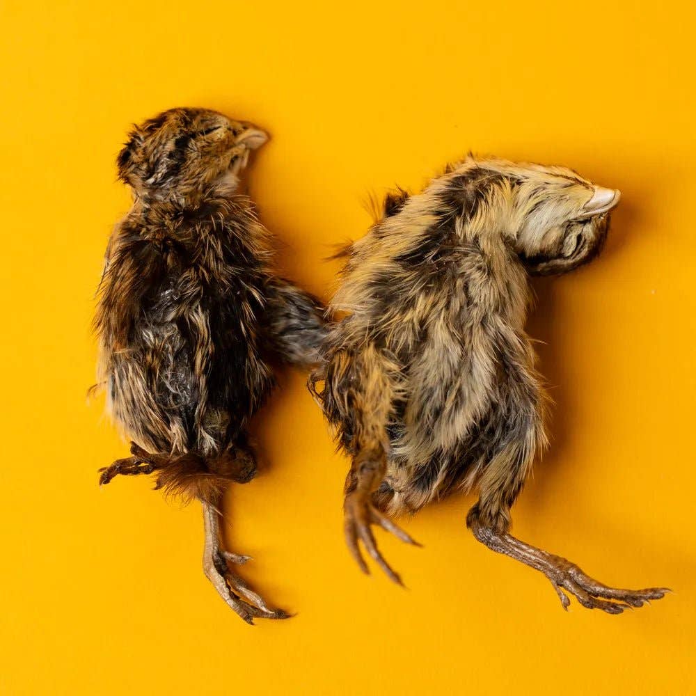 Bag of 5 Quail Hatchlings - Freeze-Dried Dog & Cat Treat