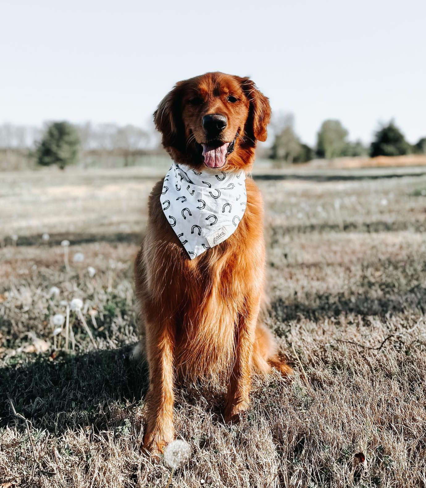 Luck Dog Bandana