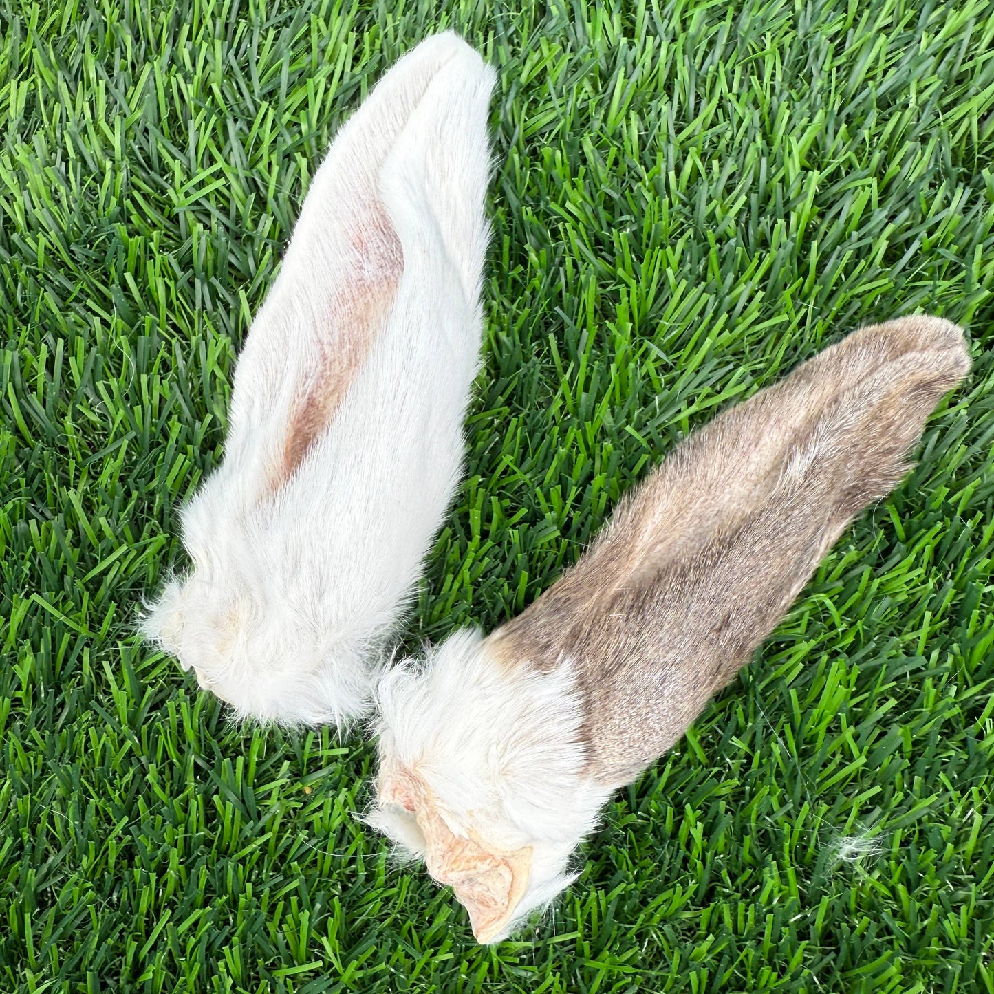 Rabbit Ears - Bag of 8