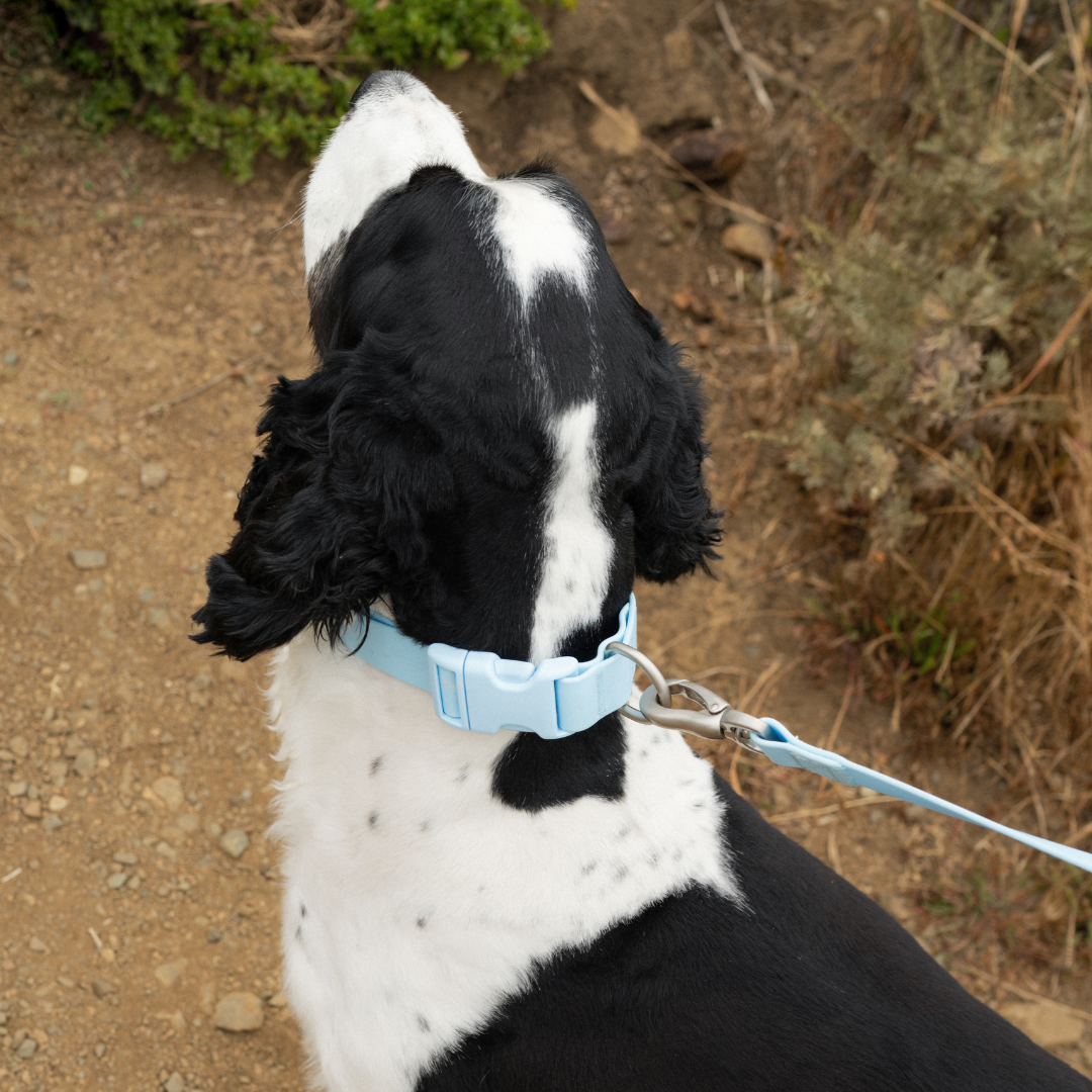 Waterproof & Adjustable Dog Collar (Mixed 5 Pack)