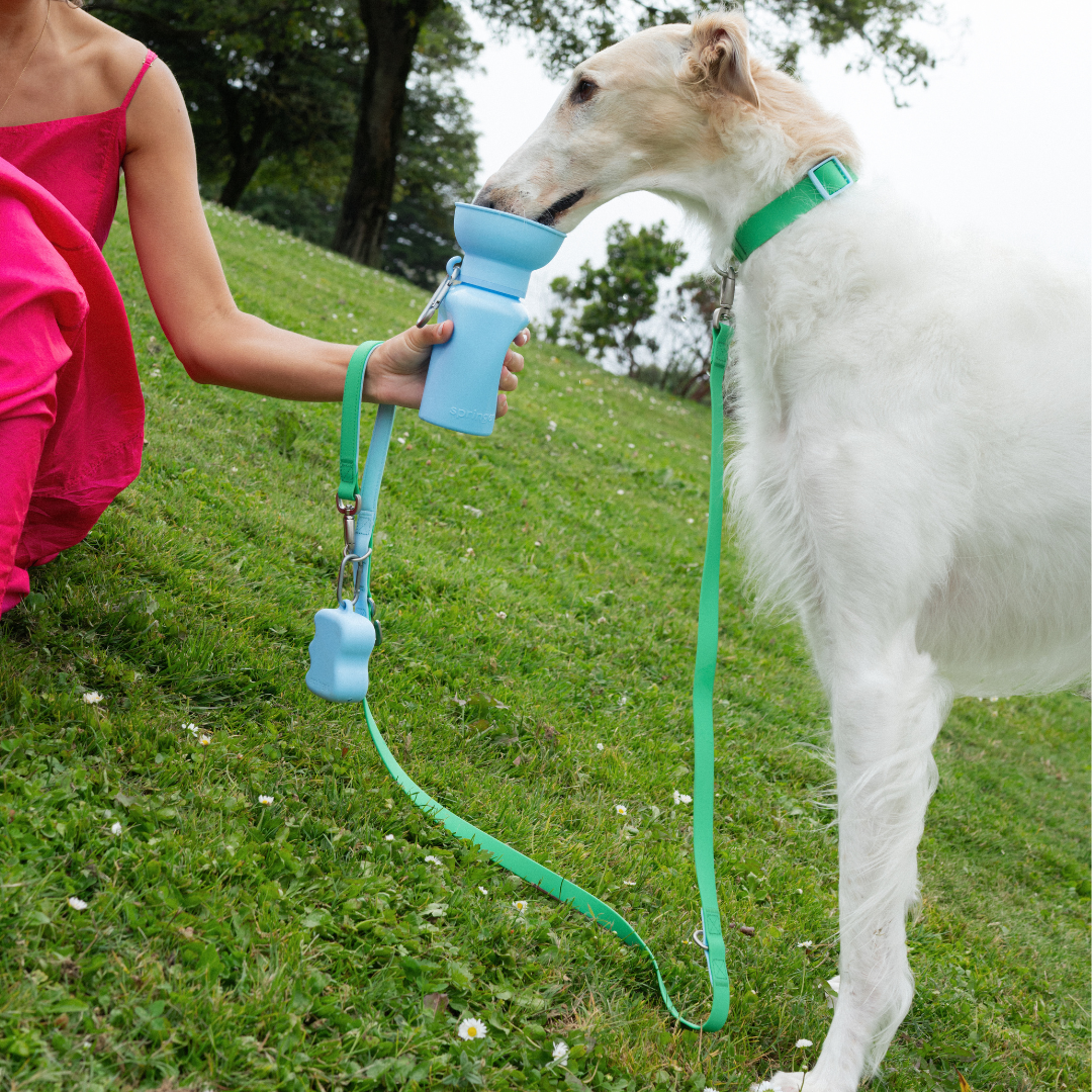 Premium Waterproof 5ft Dog Leash Padded (Mixed 5 Pack)