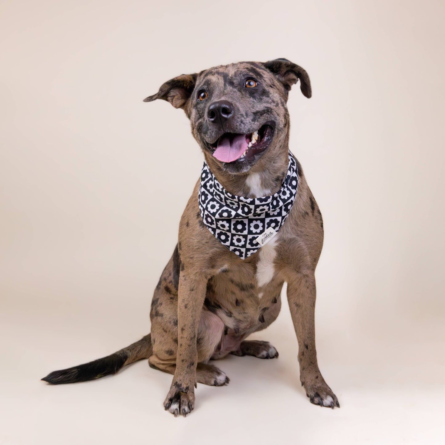 Flower Dog Bandana