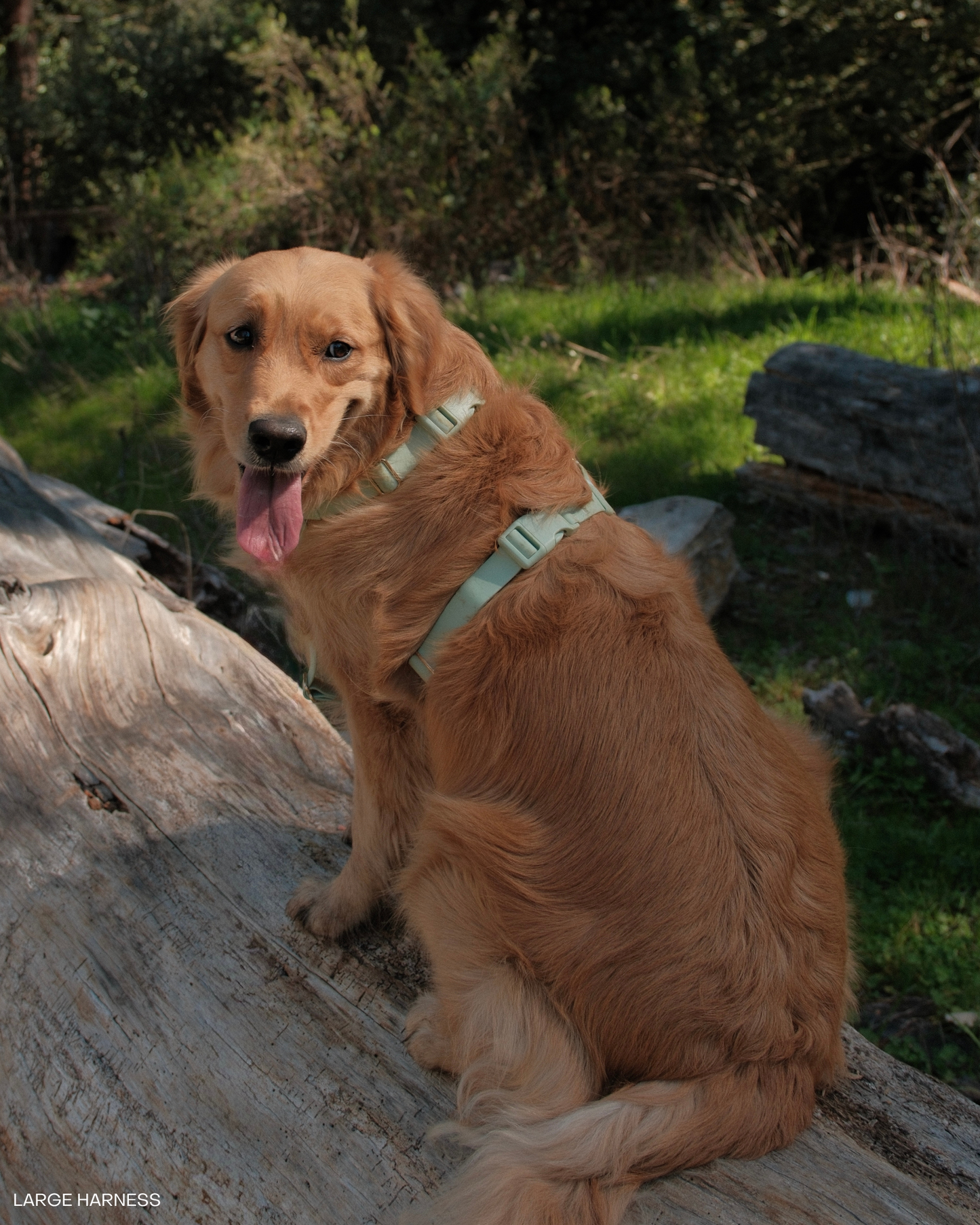 Pistachio Green Cloud Lite Dog Harness