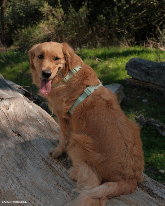 Pistachio Green Cloud Lite Dog Harness