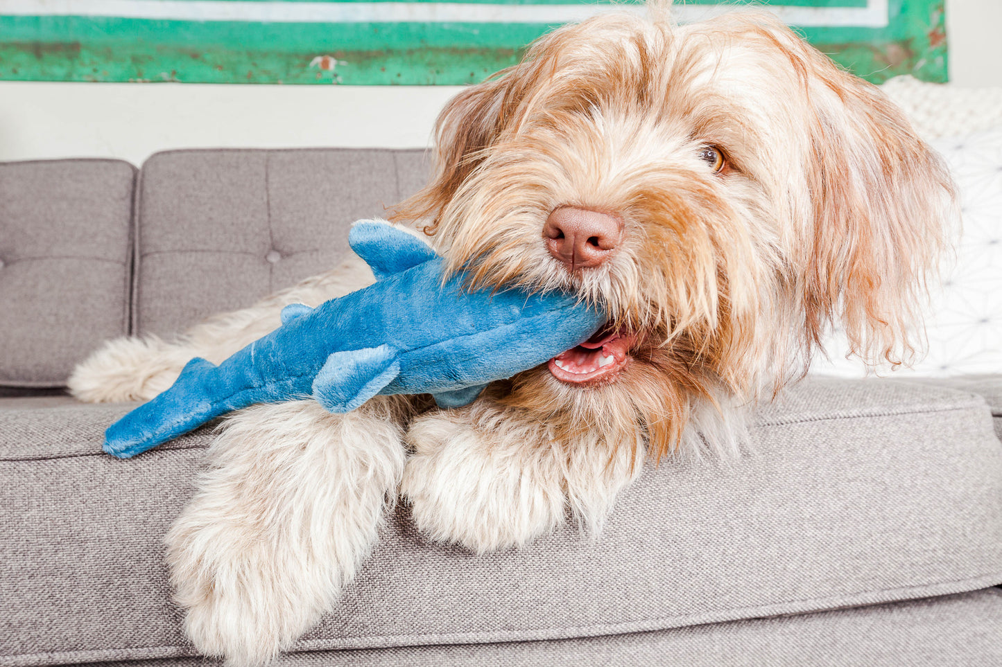 Fluff & Tuff: Tank Shark