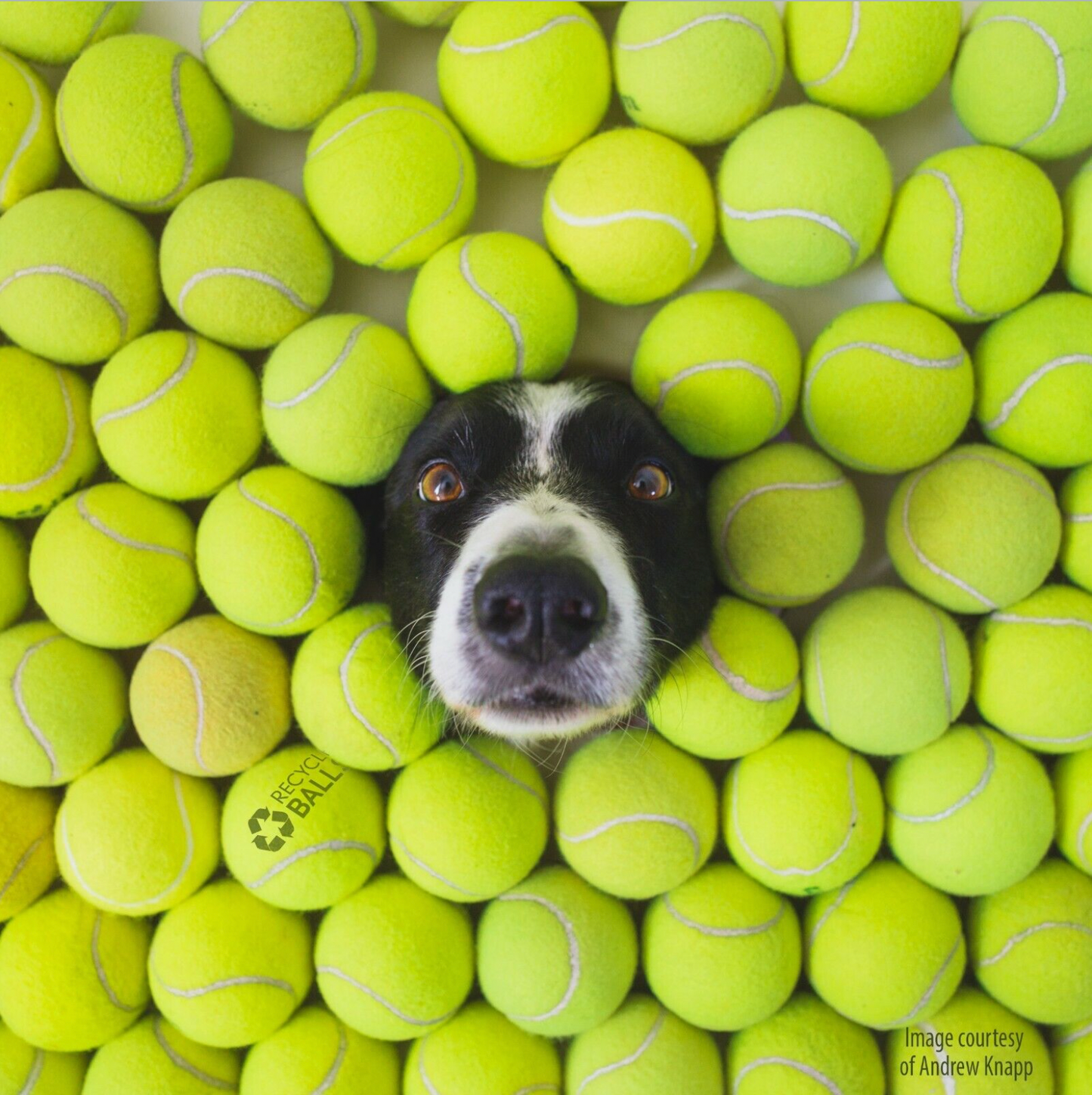 Retired Tennis Ball
